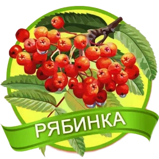 Муниципальное бюджетное дошкольное образовательное учреждение  муниципального образования город Краснодар «Детский сад общеразвивающего вида № 183 «Рябинка»